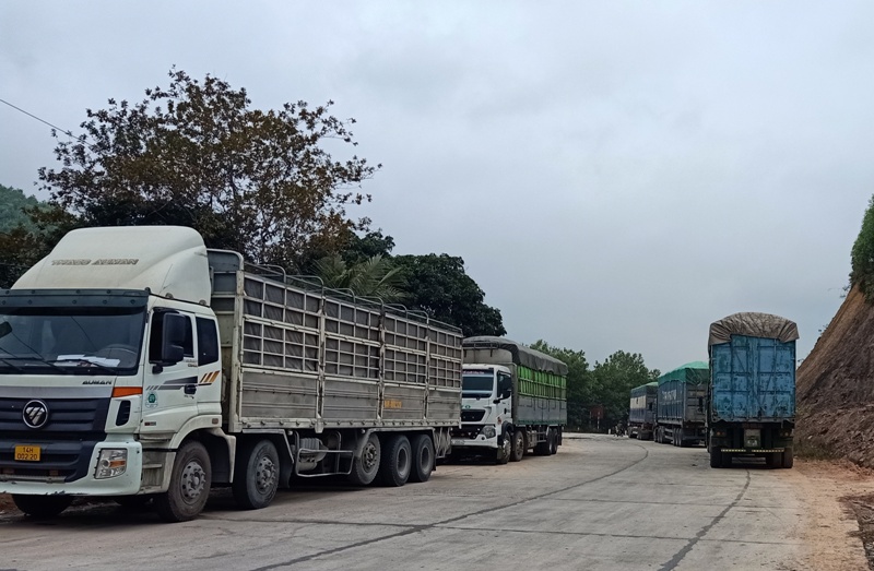 Sơn Động: Nhiều xe ô tô chở nguyên liệu gỗ sang Quảng Ninh bị ùn tắc