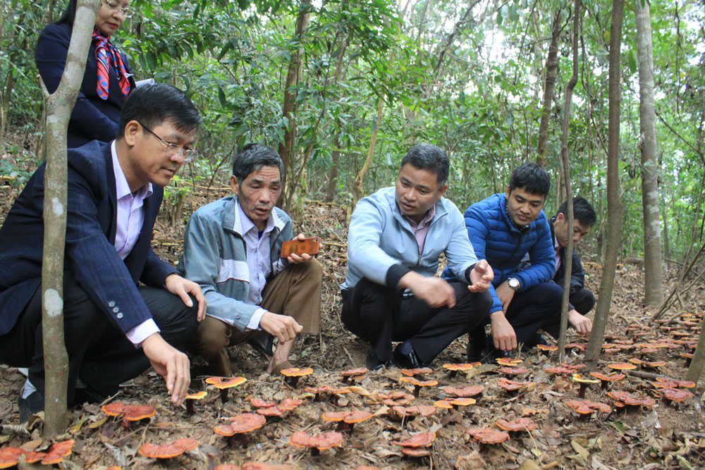 Sản xuất nấm lim xanh tại Sơn Động: Khai thác lợi thế từ rừng