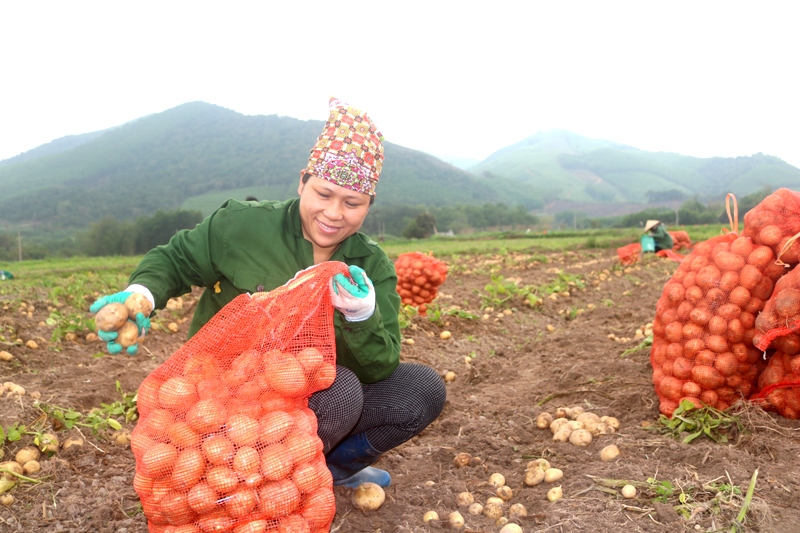 Sơn Động: Nông dân phấn khởi được mùa khoai tây