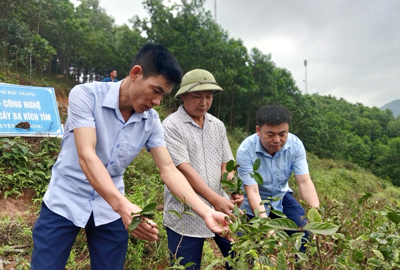 Phát triển kinh tế HTX ở huyện miền núi Sơn Động: Làm giàu từ cây dược liệu dưới tán rừng