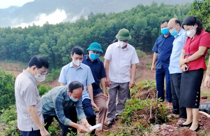 Hơn 9,2 tỷ đồng phát triển vùng Ba kích tím tại huyện Sơn Động