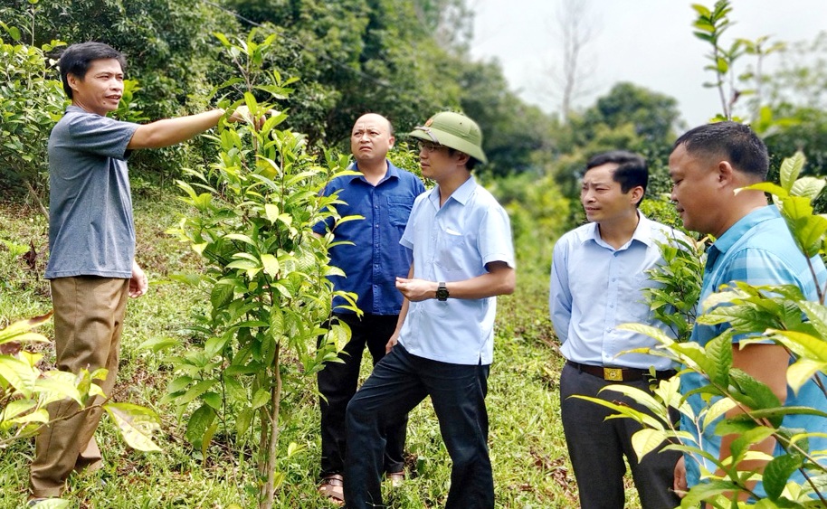 Sơn Động: Thành lập 28 Chi, Tổ hội nông dân nghề nghiệp