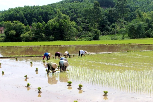 Sơn Động: Gieo trồng vụ Chiêm Xuân đạt 22% kế hoạch