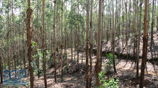 Tăng cường quản lý, sử dụng hiệu quả đất lâm nghiệp, đẩy mạnh trồng rừng gỗ lớn