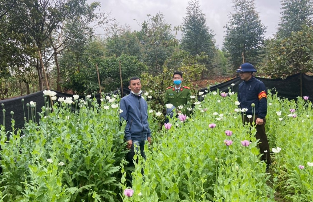 Phát hiện hơn 2.000 cây thuốc phiện trong vườn nhà một hộ dân xã Tuấn Đạo