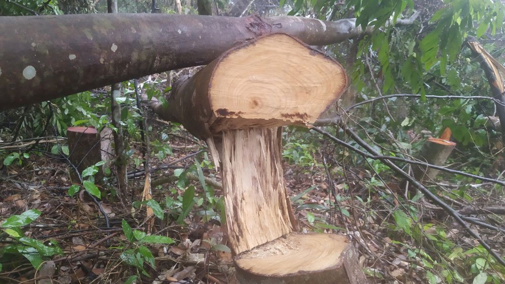 Sơn Động: Hai cá nhân bị phạt 51 triệu đồng vì phá rừng