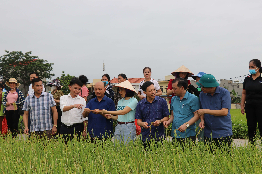 Trao đổi kinh nghiệm canh tác lúa thân thiện với môi trường tại huyện Việt Yên