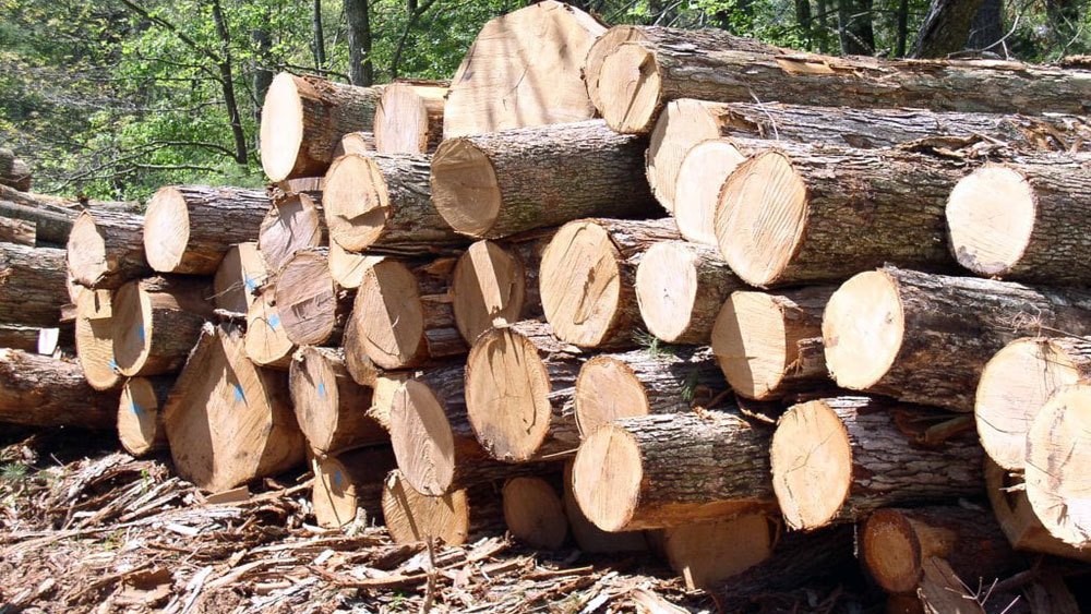 Sơn Động: Khai thác gỗ rừng đặc dụng, một cá nhân bị phạt gần 32 triệu đồng