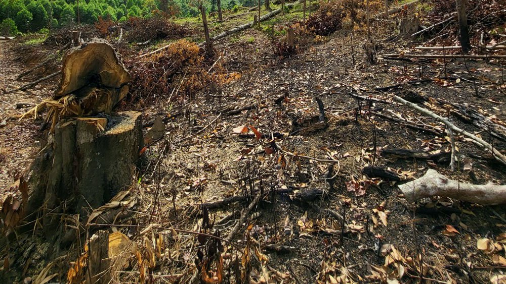 Tập trung điều tra, làm rõ đối tượng phá rừng tại xã Phúc Sơn (Sơn Động)