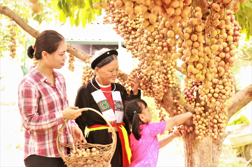 Mê mẩn vườn dâu da trĩu quả ở vùng cao Sơn Động|https://sondong.bacgiang.gov.vn/chi-tiet-tin-tuc/-/asset_publisher/C55IVjY8YjNe/content/me-man-vuon-dau-da-triu-qua-o-vung-cao-son-ong
