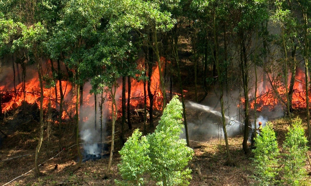 Sơn Động cảnh báo nguy cơ cháy rừng cấp IV (cấp nguy hiểm)