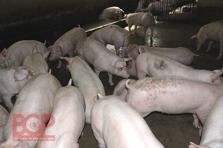 Bắc Giang: Chủ động phòng, chống Dịch tả lợn Châu Phi