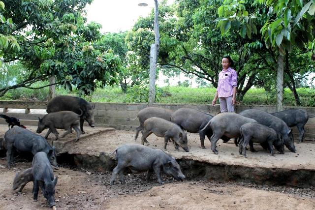 Làm giầu từ nuôi lợn rừng.