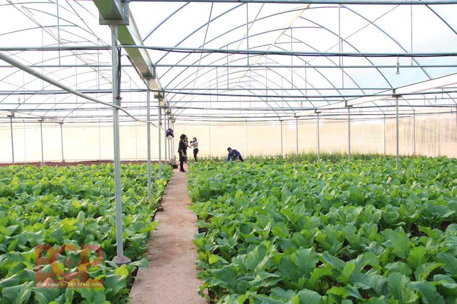 Phấn đấu đến năm 2030, Bắc Giang là trọng điểm nông nghiệp quốc gia, đứng đầu...
