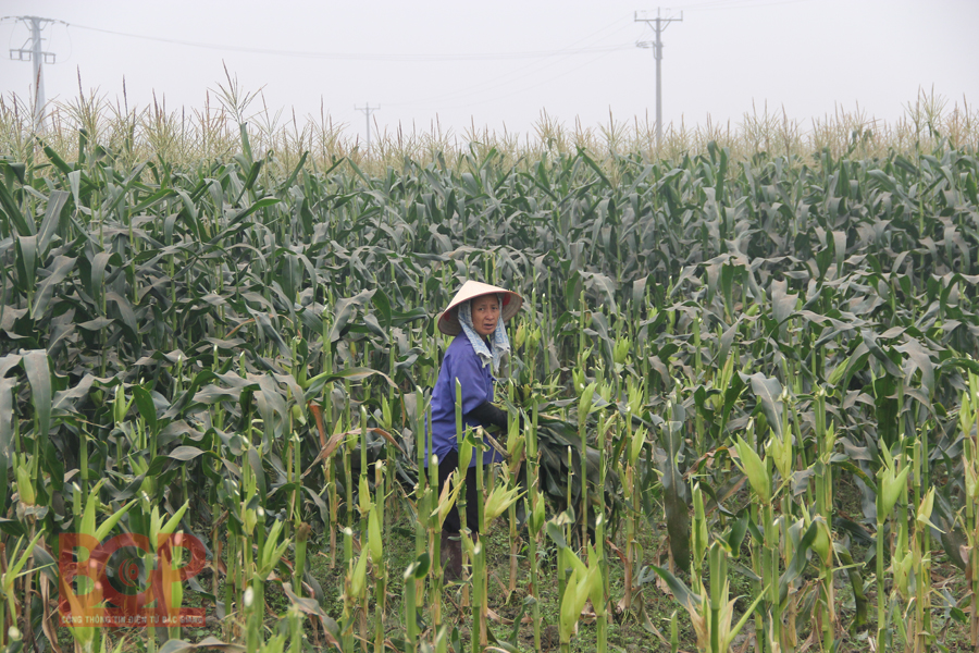 Bắc Giang: Chỉ đạo phòng trừ sâu keo mùa thu gây hại ngô
