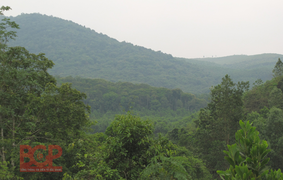 Tăng cường bảo vệ rừng, quản lý giống cây lâm nghiệp