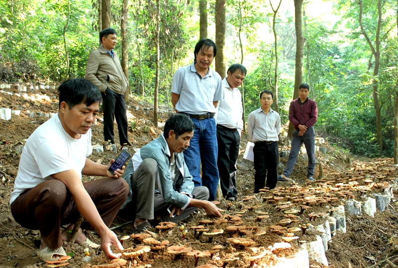 Sơn Động: Nghiệm thu mô hình trồng nấm lim xanh dưới tán rừng tự nhiên