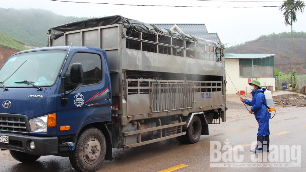 Công ty chăn nuôi Hòa Phát: Cung cấp ra thị trường gần một nghìn con lợn thịt/tuần