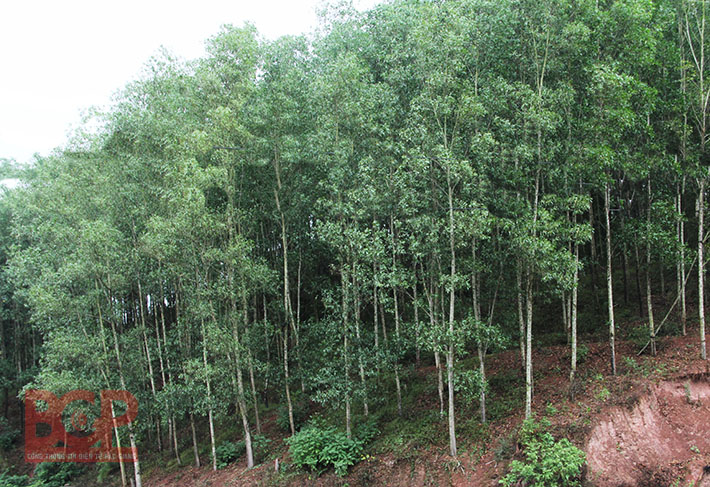 Bắc Giang triển khai các biện pháp phòng trừ bệnh hại rừng bạch đàn
