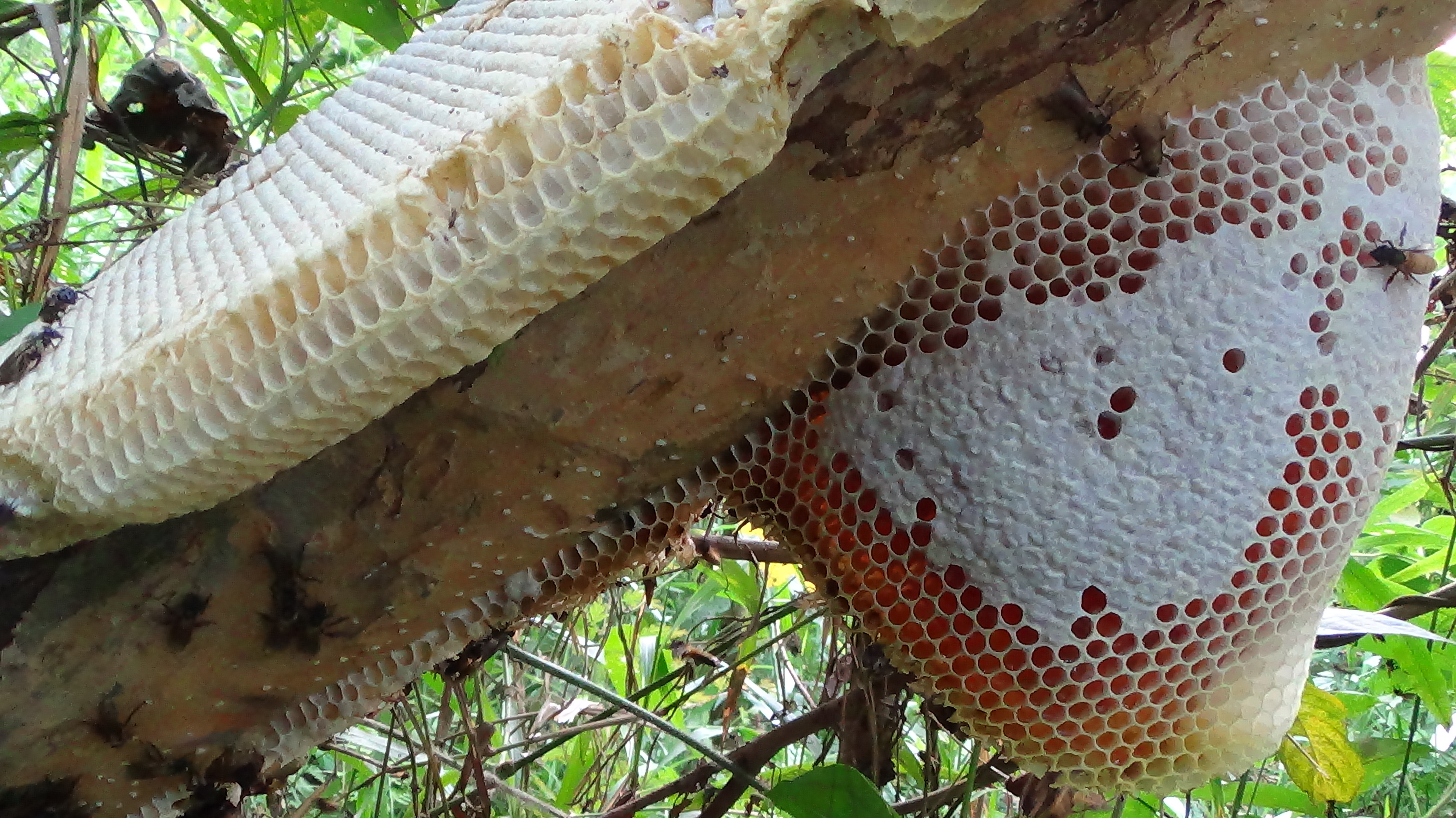 Mật ong rừng Sơn Động